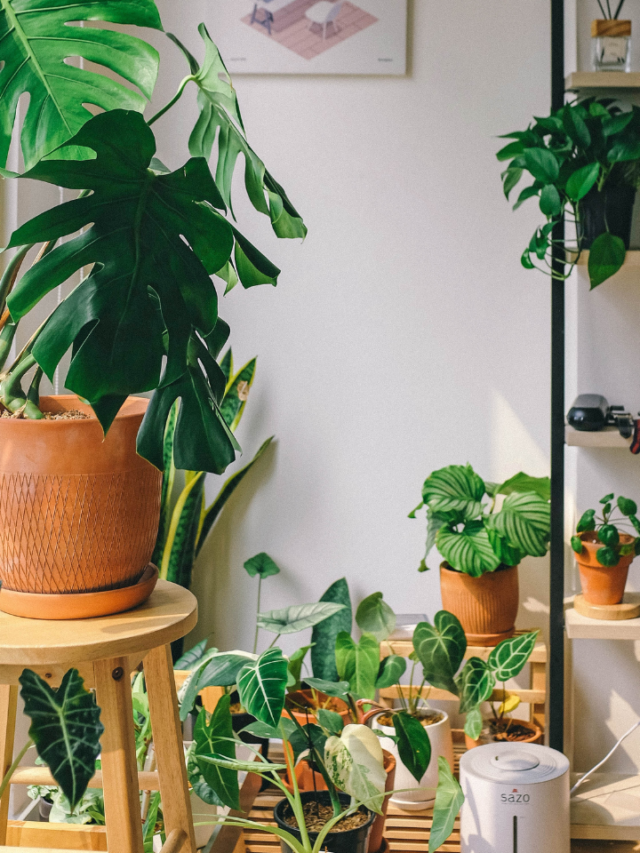 ​10 Best Indoor Plants For A Healthier Home