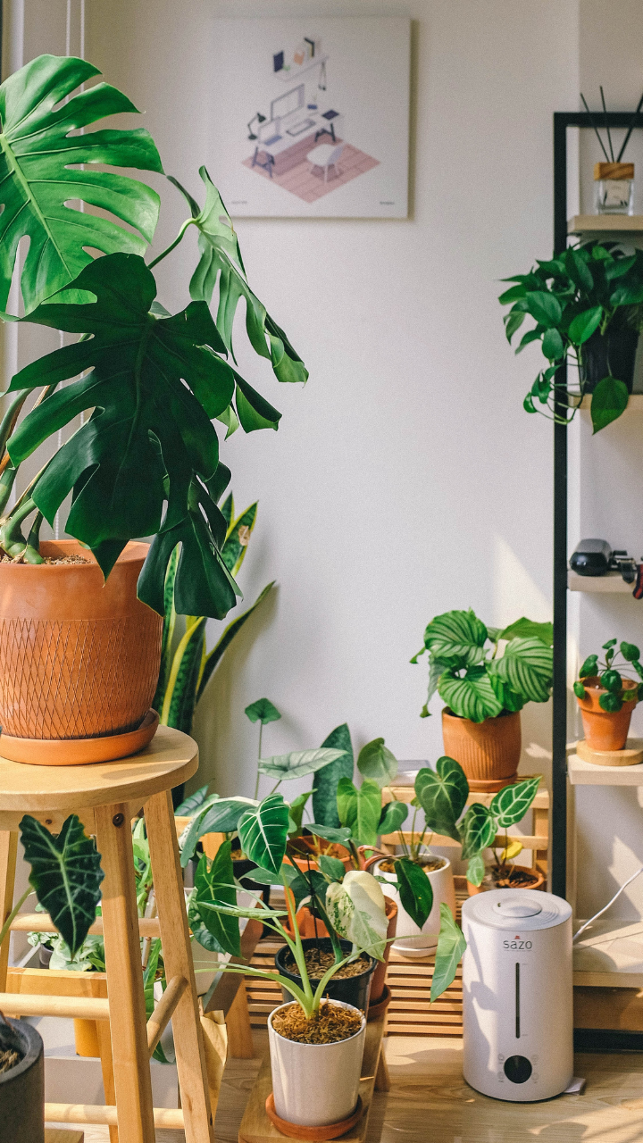 ​10 Best Indoor Plants For A Healthier Home  
