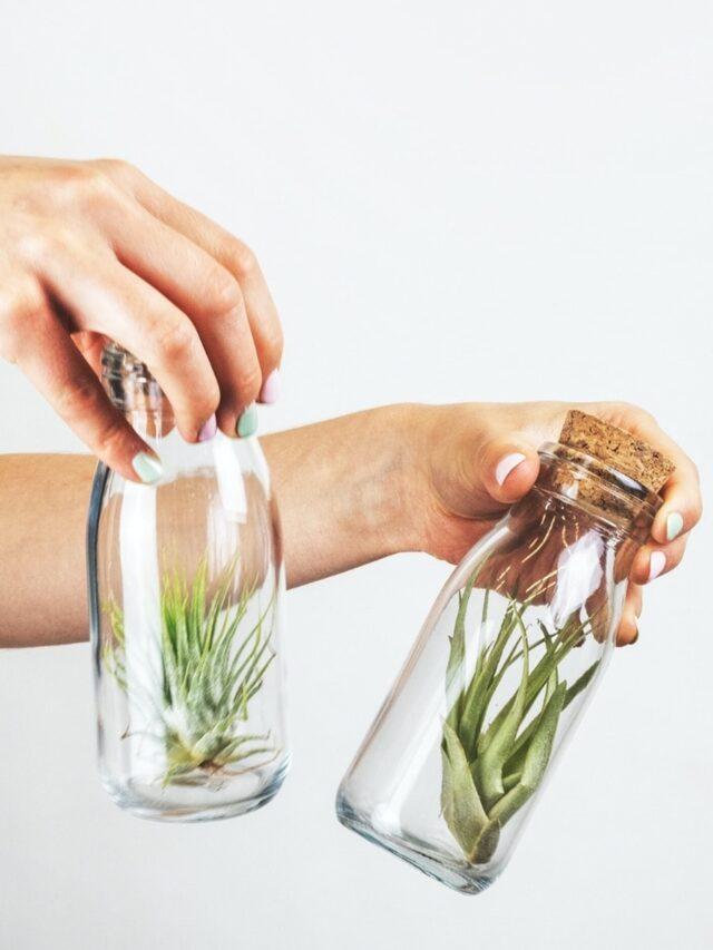 4 Air Plants That Grow Without Soil