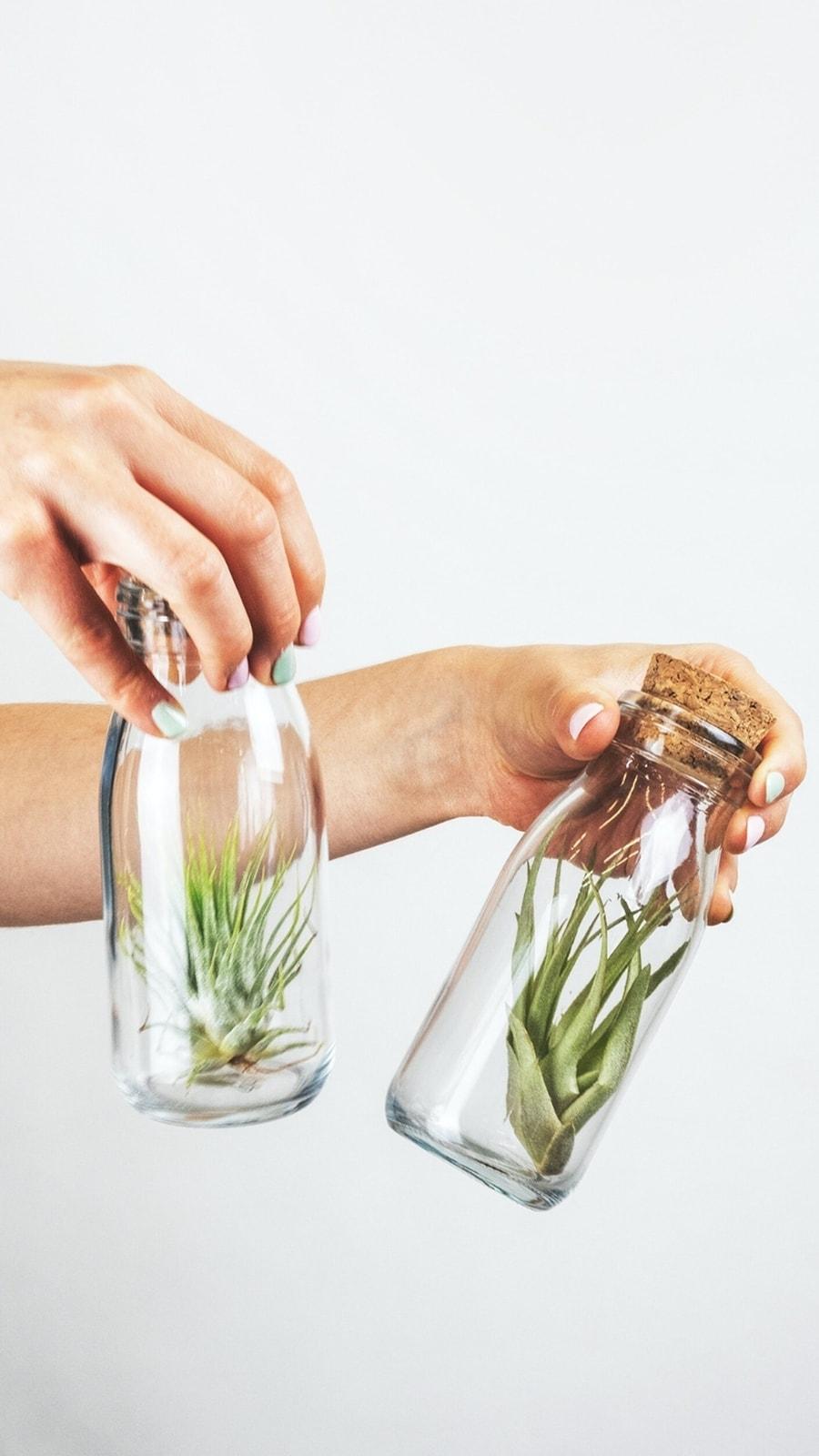 4 Air Plants That Grow Without Soil