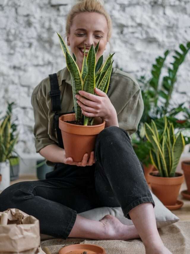 4 Surprising Benefits Of Houseplants