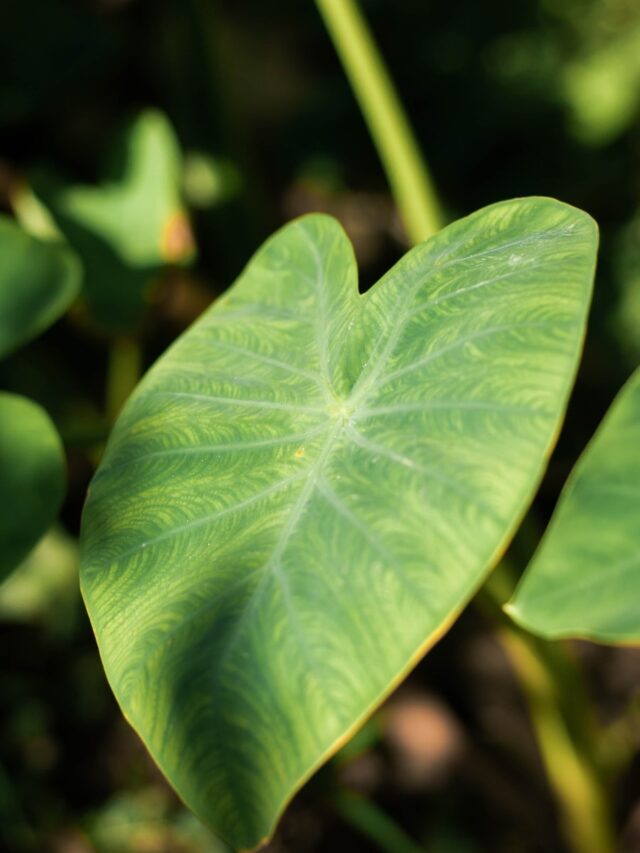 5 Health Benefits Of Eating Arbi Leaves