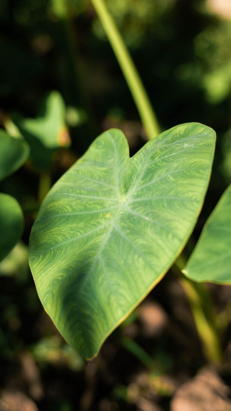 5 Health Benefits Of Eating Arbi Leaves