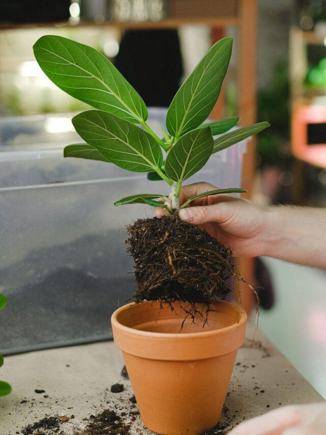 5 Tall Plants For Balcony Garden