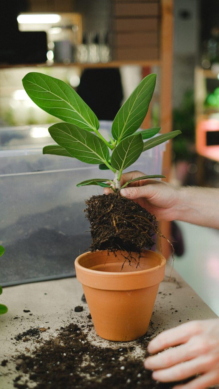 5 Tall Plants For Balcony Garden