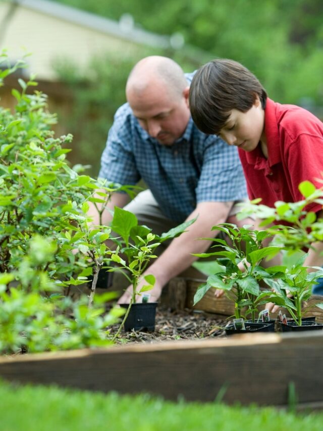 5 Spices You Can Grow In Your Home Garden