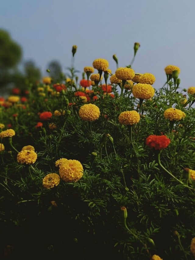 5 Plants That Flower Throughout The Year