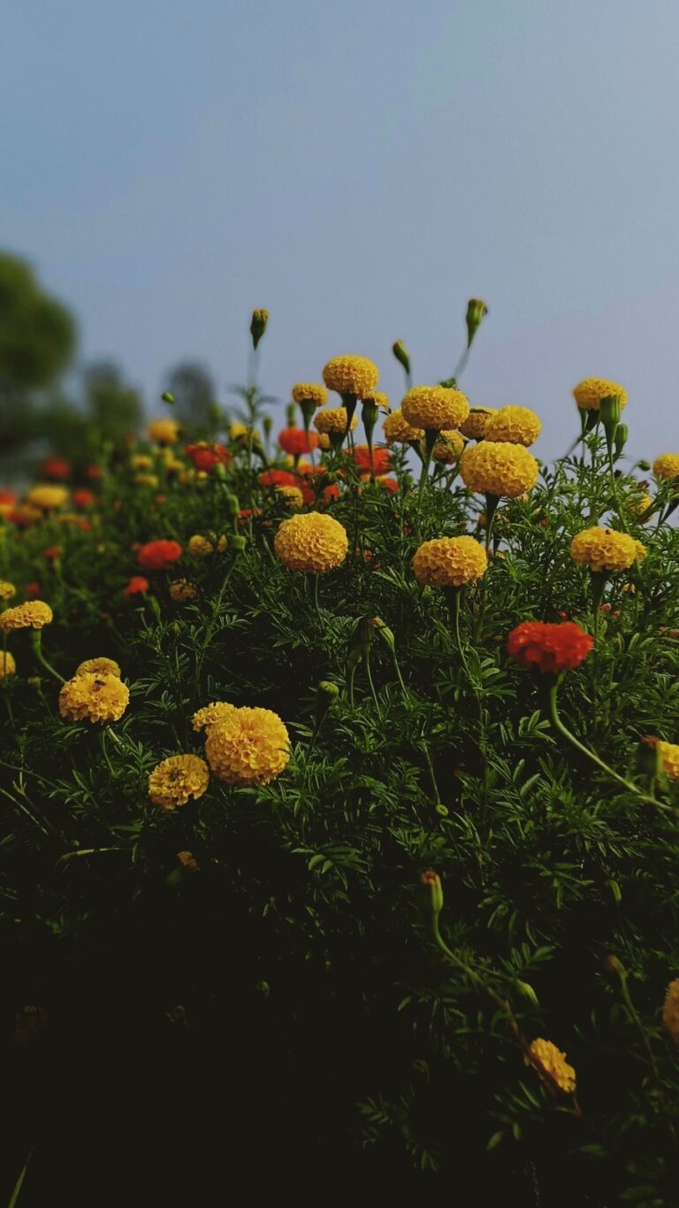 5 Plants That Flower Throughout The Year