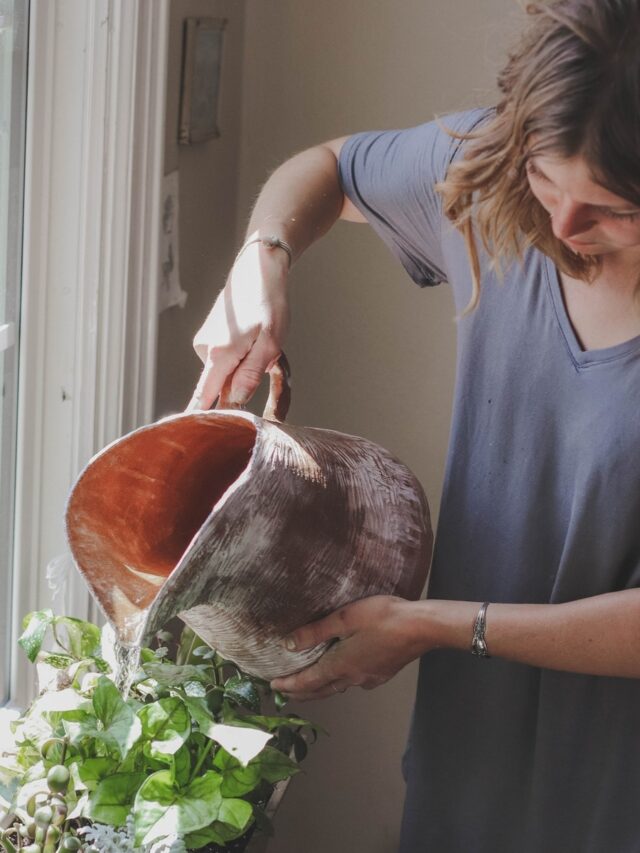 5 Tips To Boost Growth Of Plants