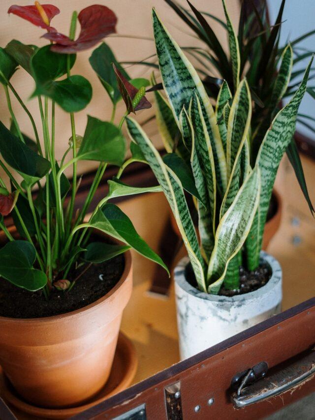 5 Indoor Plants To Improve Mental Health