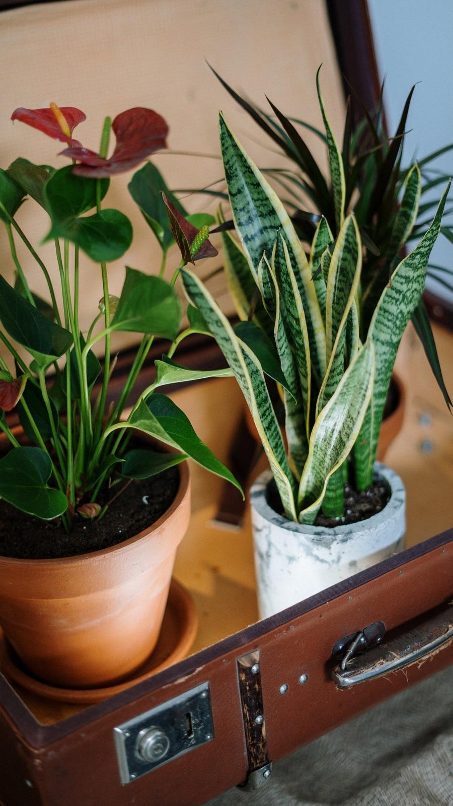 5 Indoor Plants To Improve Mental Health